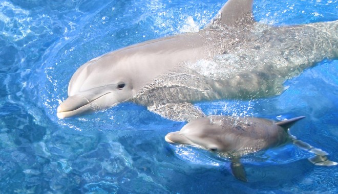 Cum puteți să adoptați un delfin - delfin-1343457977.jpg