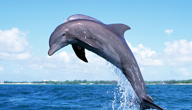 5.000 de lei ca să adopți definitiv un delfin - delfin-1344368013.jpg