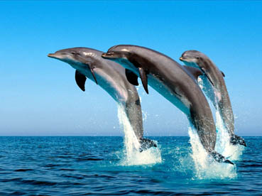 Petrecere cu jocuri și concursuri de Ziua delfinului - delfin-1374587684.jpg