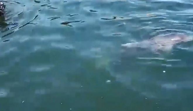 VIDEO / Delfin salvat în Portul Constanța. Era rănit și prins într-un fir de pescuit - delfin-1533461260.jpg
