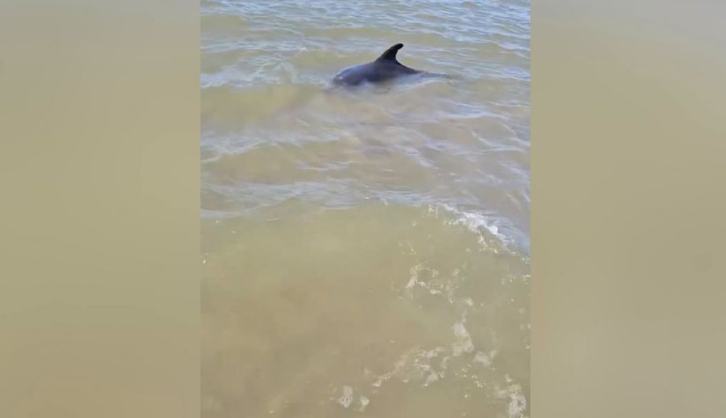 Operațiune de salvare a unui delfin, încheiată cu succes - delfin-esuat-1728494774.jpg