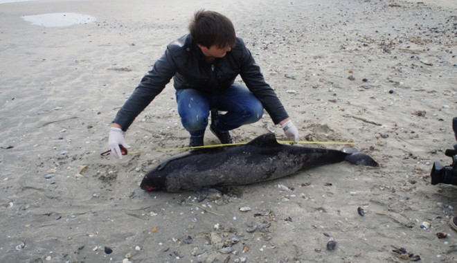 Delfin eșuat pe plaja din Mamaia - delfin1-1384960337.jpg