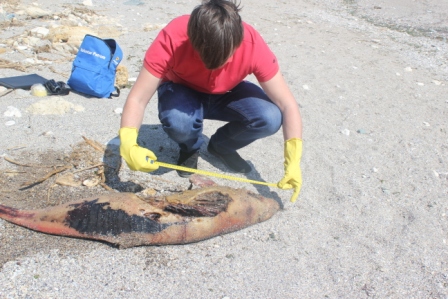 Delfin mort, cu înotătoarea codală tăiată, găsit pe plaja din Constanța - delfin1364989033-1365082136.jpg