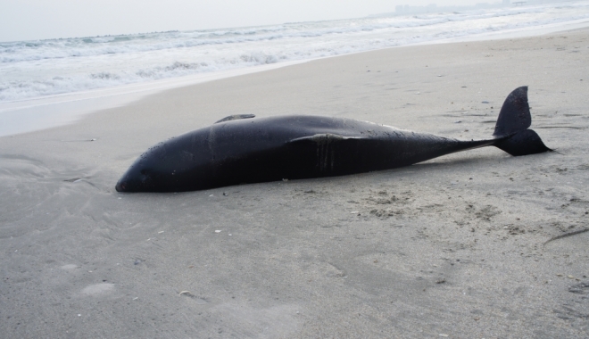 Situație alarmantă pe litoral. Patru delfini eșuați, în ultima perioadă - delfin1384951537-1493469913.jpg