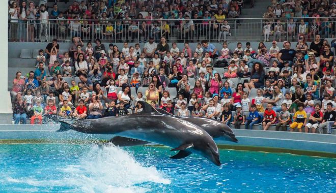 Un bebe delfin este așteptat să vină pe lume la Delfinariul din Constanța