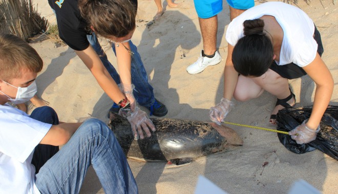 Delfin lovit de o ambarcațiune, eșuat pe plaja din Eforie Sud - delfinesuat-1342523342.jpg