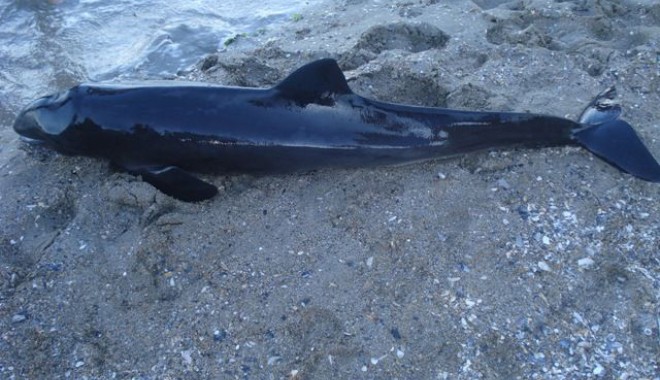 Delfin viu, eșuat pe plaja Tataia - delfinesuat-1346949518.jpg