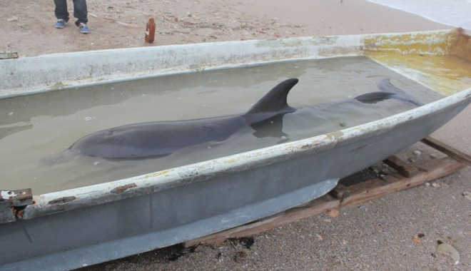 Delfin eșuat viu, dar mort din cauza unei hemoragii interne - delfinesuat-1370192779.jpg