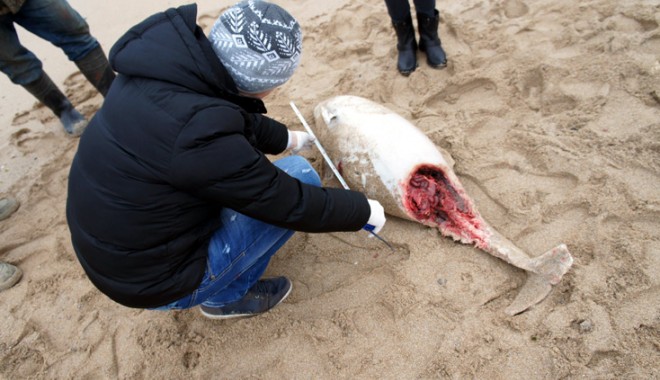 Încă un delfin eșuat, găsit mort pe plajă - delfinesuat-1394035266.jpg
