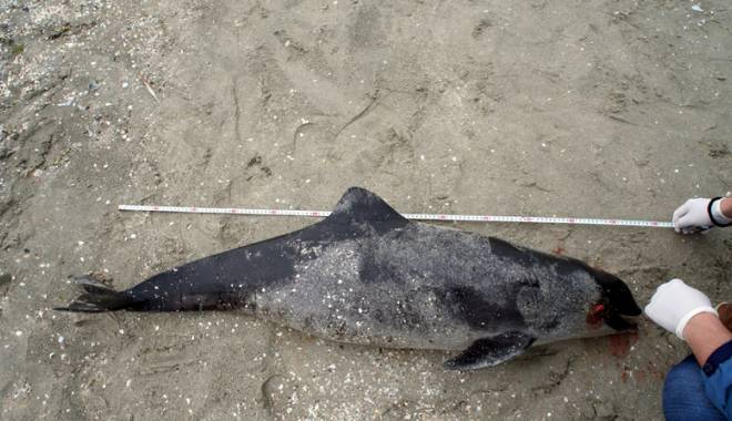Încă un delfin mort pe plajă - delfinesuat-1431015177.jpg