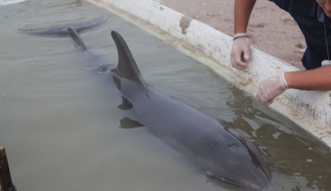 Delfin eșuat viu, dar mort din cauza unei hemoragii interne - delfinesuat1-1370192733.jpg