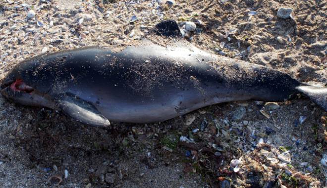 Pui de delfin, eșuat la Costinești - delfinesuat1-1430151601.jpg
