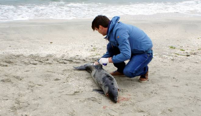 Încă un delfin mort pe plajă - delfinesuat1-1431015153.jpg