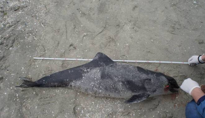 Delfin eșuat pe plaja din Mamaia. Este primul deces de anul acesta - delfinesuat1431008058-1456232782.jpg