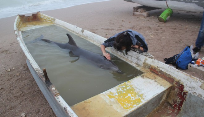 Delfin eșuat viu, dar mort din cauza unei hemoragii interne - delfinesuat2-1370192773.jpg