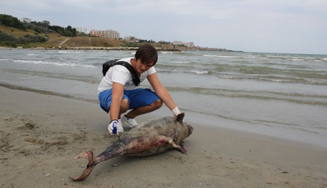 Delfin eșuat pe plaja Modern - delfinesuat4082011-1312458157.jpg