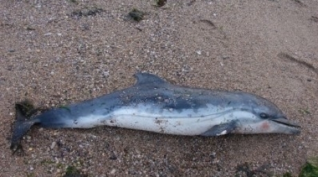 Un alt delfin eșuat pe plaja din Constanța - delfinesuat62059700-1310654812.jpg