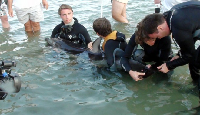 Statul nu alocă niciun leu pentru protecția și salvarea delfinilor din Marea Neagră - delfini-1340641487.jpg