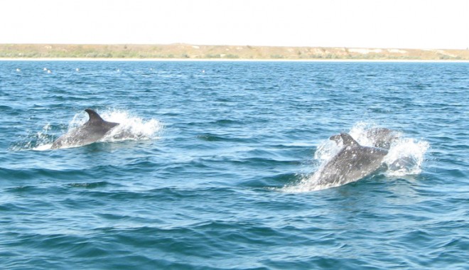 Cum poți ajuta la salvarea unui delfin - delfini-1380300133.jpg
