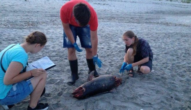 Cinci delfini au murit în ultimele șase zile, pe litoralul românesc - delfini-1567180632.jpg