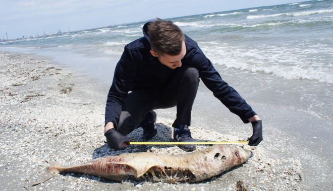 A crescut îngrijorător numărului de delfini eșuați pe plajele românești - delfini-1597754103.jpg