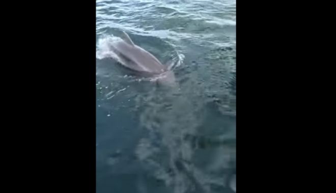 Doi delfini au fost filmați jucându-se la malul mării, în Eforie de Nord - delfini-1636635873.jpg