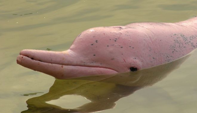 Delfini roz 