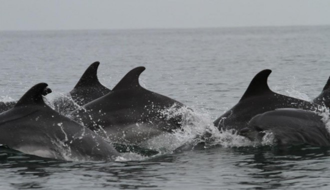 Galerie foto/ Cum se distrează delfinii din Marea Neagră - delfini1-1351252975.jpg