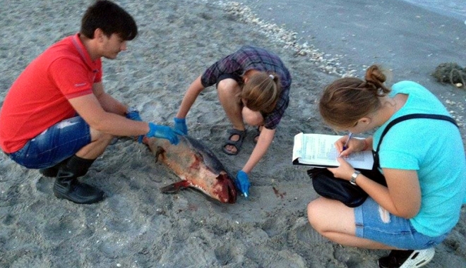 Măcel pe plajele din Constanța! Cinci delfini eșuați în numai două zile - delfini1-1466944160.jpg