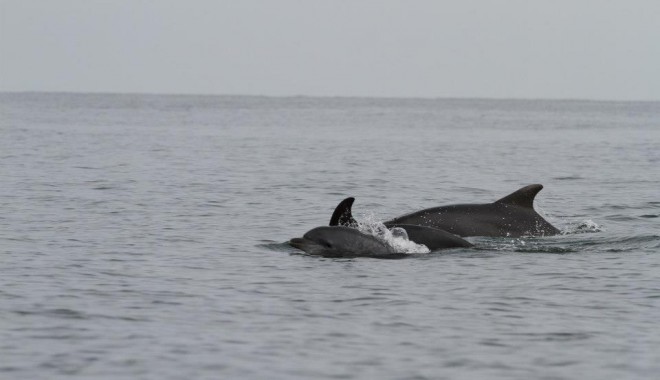 Galerie foto/ Cum se distrează delfinii din Marea Neagră - delfini2-1351252992.jpg