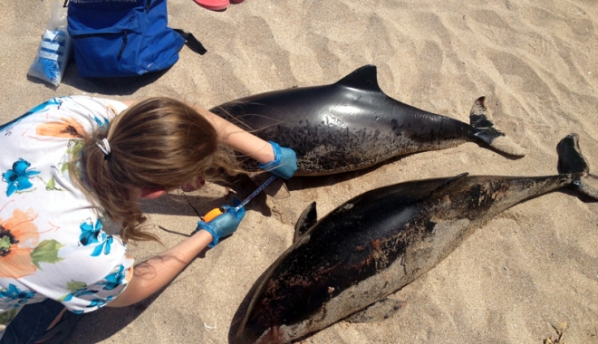 Măcel pe plajele din Constanța! Cinci delfini eșuați în numai două zile - delfini2-1466944172.jpg