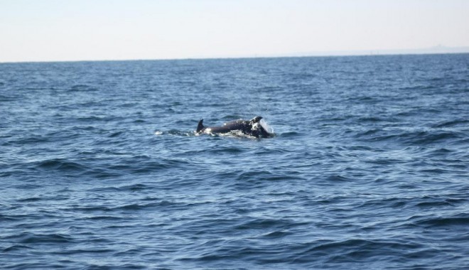 Galerie foto/ Cum se distrează delfinii din Marea Neagră - delfini3-1351253003.jpg