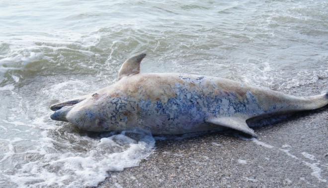 VIDEO - Patru delfini eșuați, găsiți morți pe plaje - delfiniesuati1-1402383869.jpg