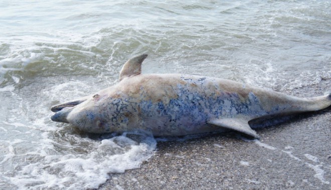 Încă patru delfini  eșuați pe plajele litoralului - delfiniesuati2-1402414996.jpg