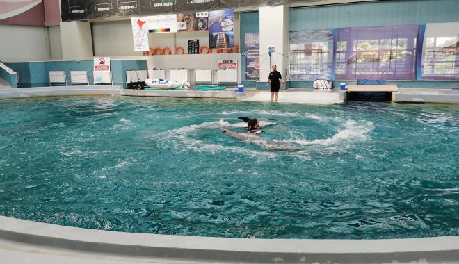 Delfinii se dau în spectacol, sâmbătă şi duminică - delfinii-1630087197.jpg