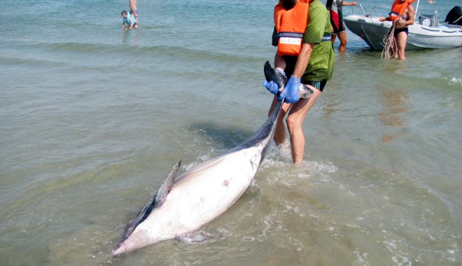 De 20 de ani, salvează delfinii  pe banii voluntarilor - delfinioceanicclub-1330449078.jpg