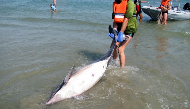 Statul nu alocă niciun leu pentru protecția și salvarea delfinilor din Marea Neagră - delfinioceanicclub-1340641444.jpg