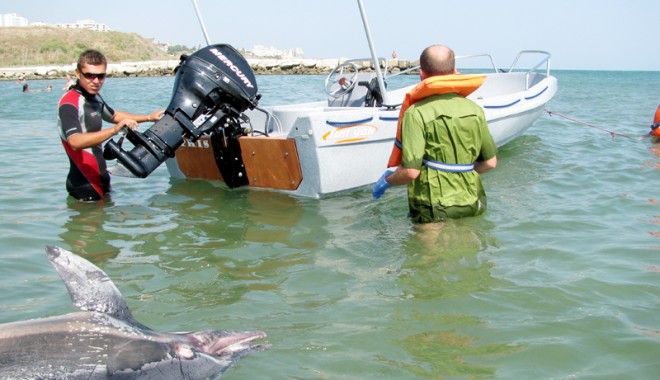Statul nu alocă niciun leu pentru protecția și salvarea delfinilor din Marea Neagră - delfinioceanicclub1-1340641463.jpg