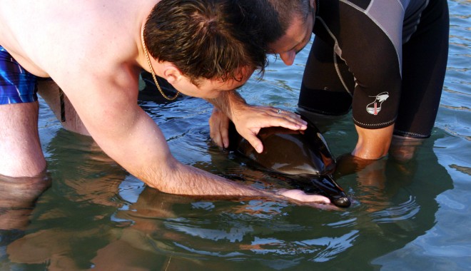 Statul nu alocă niciun leu pentru protecția și salvarea delfinilor din Marea Neagră - delfinioceanicclub2-1340641472.jpg