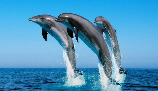 Delfinii au venit până la Gara Maritimă din portul Constanța, să salute colocviul ACVADEPOL - delfiniport1-1498752014.jpg