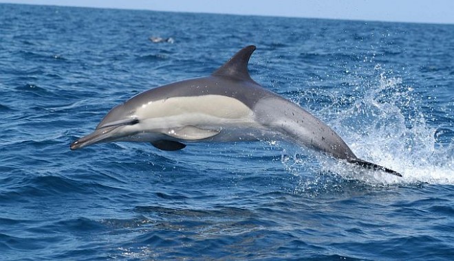 Mare Nostrum inventariază delfinii din Marea Neagră - delfinulcomundelphinusdelphis3-1335450854.jpg