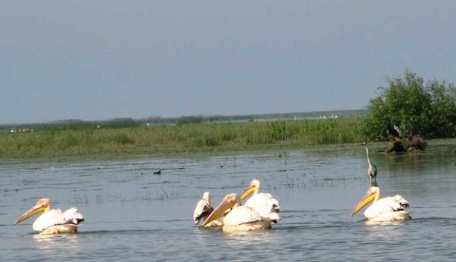 Turistului îi stă bine  cu drumul. Iată ce puteți face în Delta Dunării - delta54-1311613555.jpg