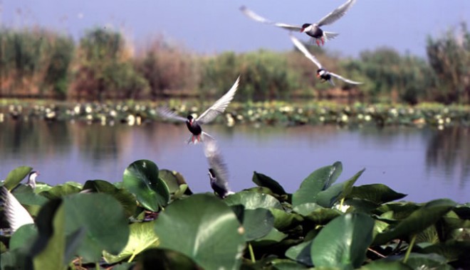 Delta Dunării, cea mai mare creștere a numărului de turiști străini - deltadunarii02-1331461855.jpg