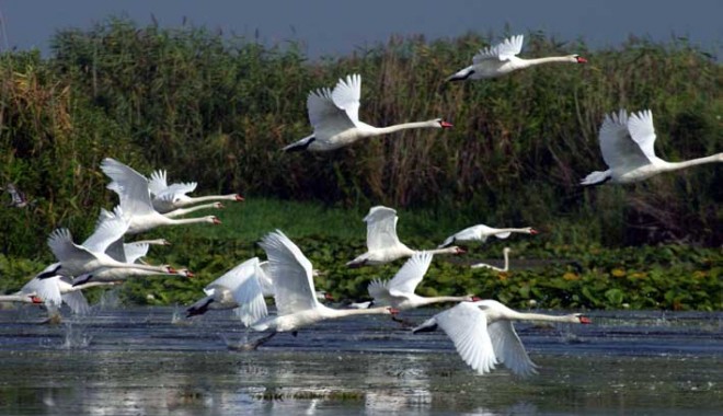 Litoralul românesc și Delta Dunării, promovate la Târgul de Turism al României - deltadunarii1-1352723212.jpg