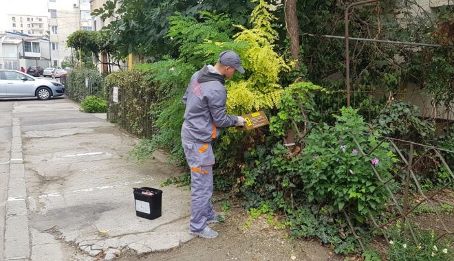 Administrația locală a dat startul deratizării în Constanța - deratizare1-1570563022.jpg