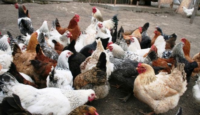 Derogare pentru crescătorii de animale - derogarecrescatorideanimale2-1609756440.jpg