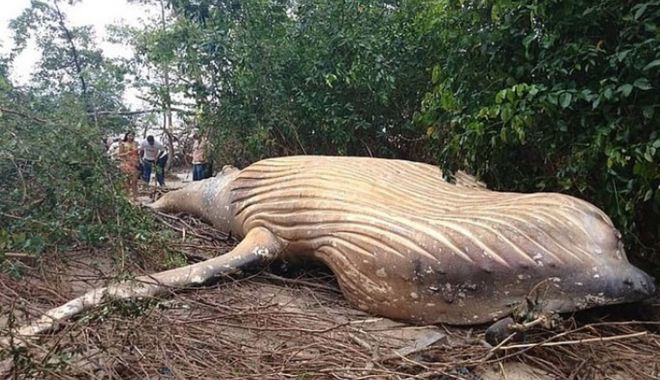 Descoperire terifiantă, în jungla amazoniană. Balenă uriașă moartă - descoperire-1551303118.jpg