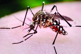 ALERTĂ! Cinci decese din cauza virusului West Nile - descrcare5-1538073458.jpg