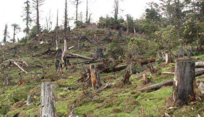 Dezastrul forestier aduce profit - dezastrulforestieraduceprofit-1575380747.jpg