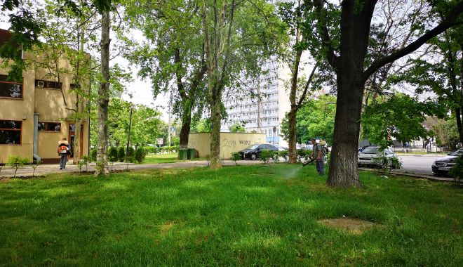 Constănțeni, a început dezinsecția! Iată ce trebuie să știți - dezinsectie2-1558357536.jpg